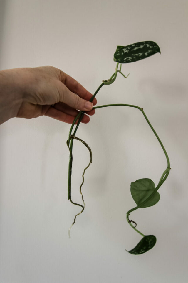 Why are my pothos cuttings rotting keep your plants alive