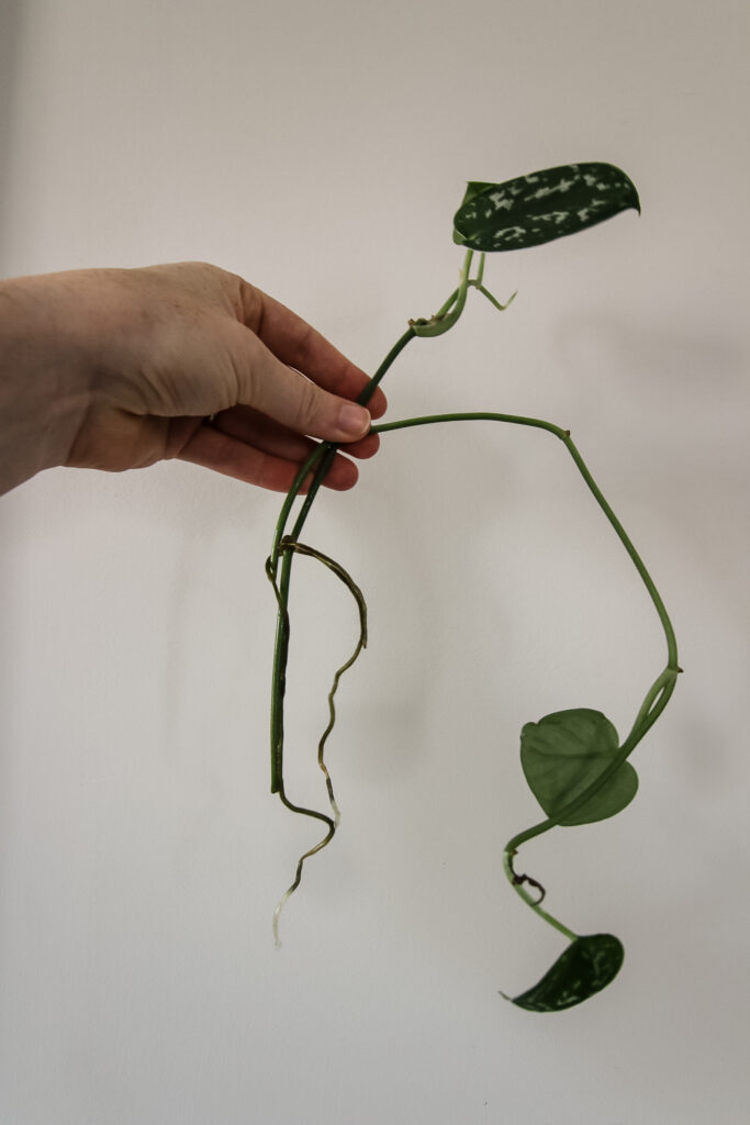 rooted satin pothos cutting