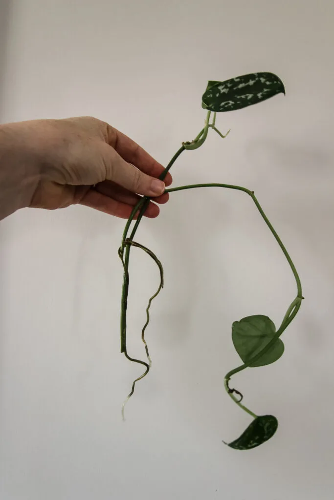 rooted satin pothos cutting