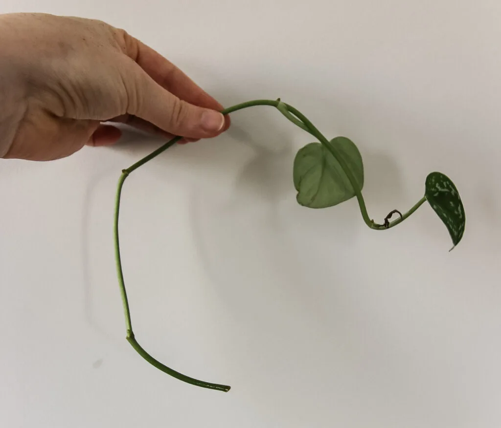 satin pothos cutting