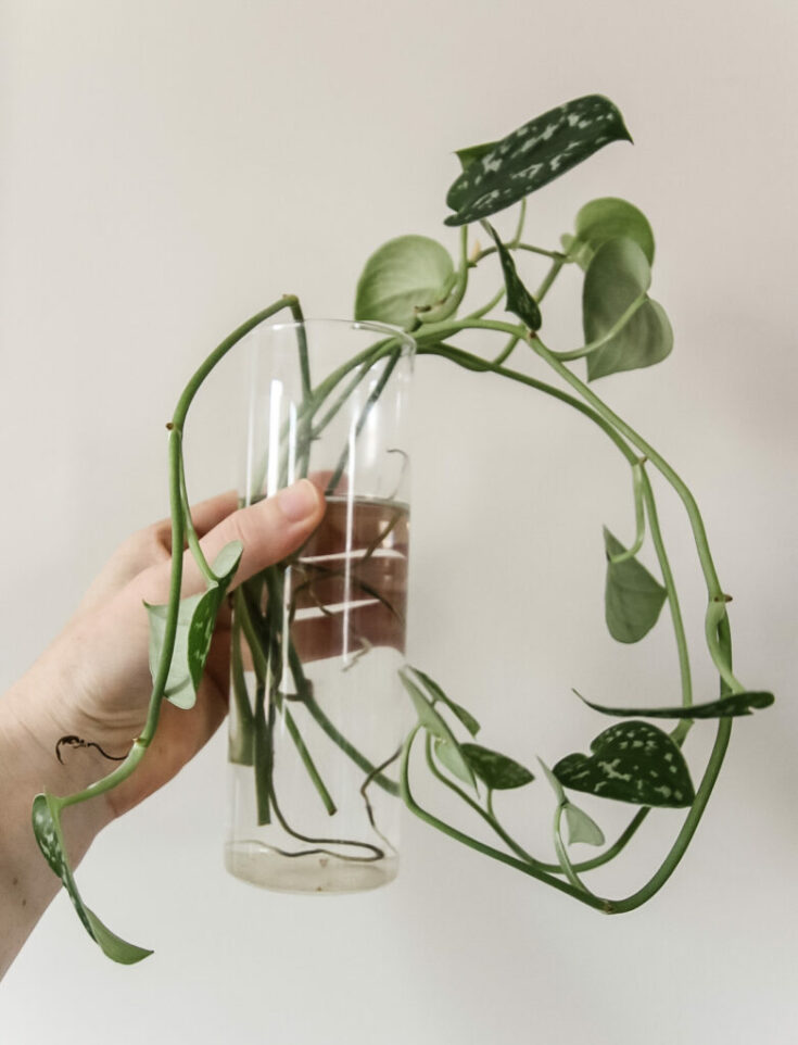 The complete satin pothos care guide keep your plants alive