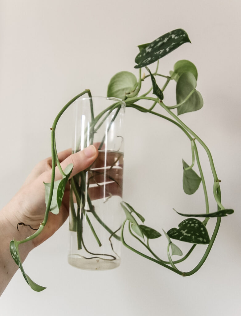 satin pothos cuttings in a glass vase