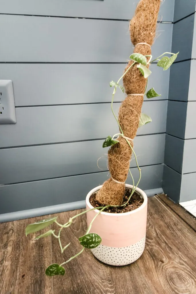 satin pothos plant on a moss pole