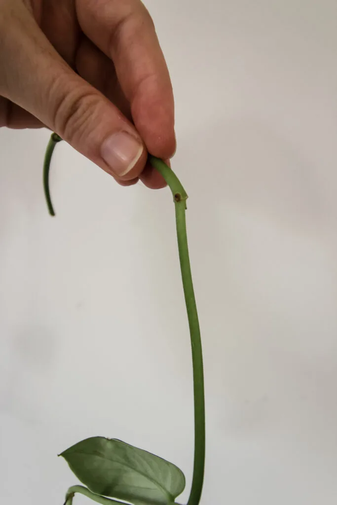 satin pothos plant showing node