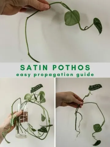 satin-pothos-propagation-guide-683x1024