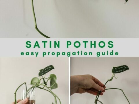 How to propagate a satin pothos plant - keep your plants alive
