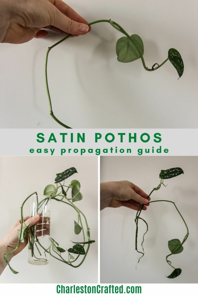 How to propagate a satin pothos plant
