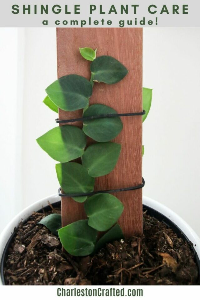 How to care for a shingle plant! keep your plants alive