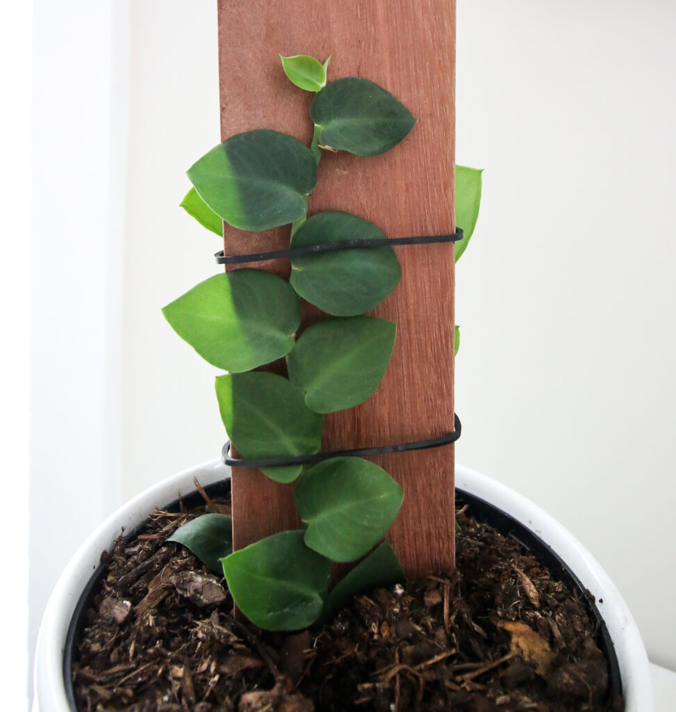 shingle plant growing on a board