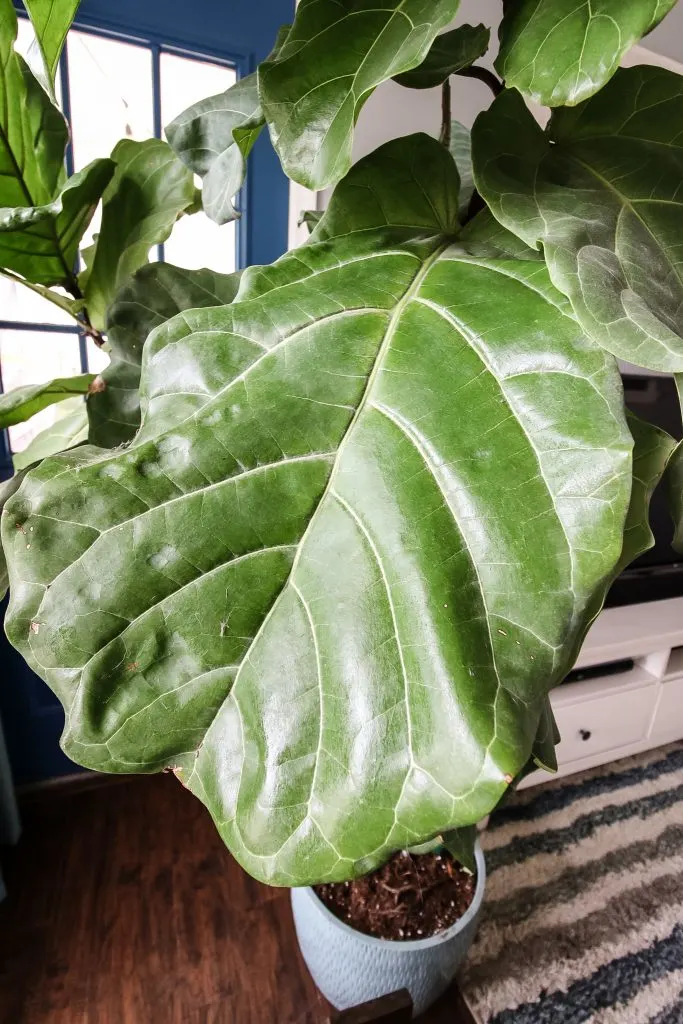 shiny clean fiddle leaf fig leaf