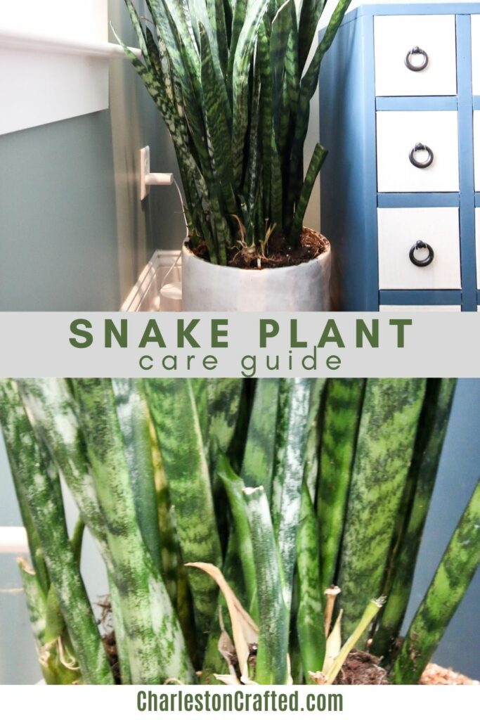 snake-plant-care-guide-683x1024