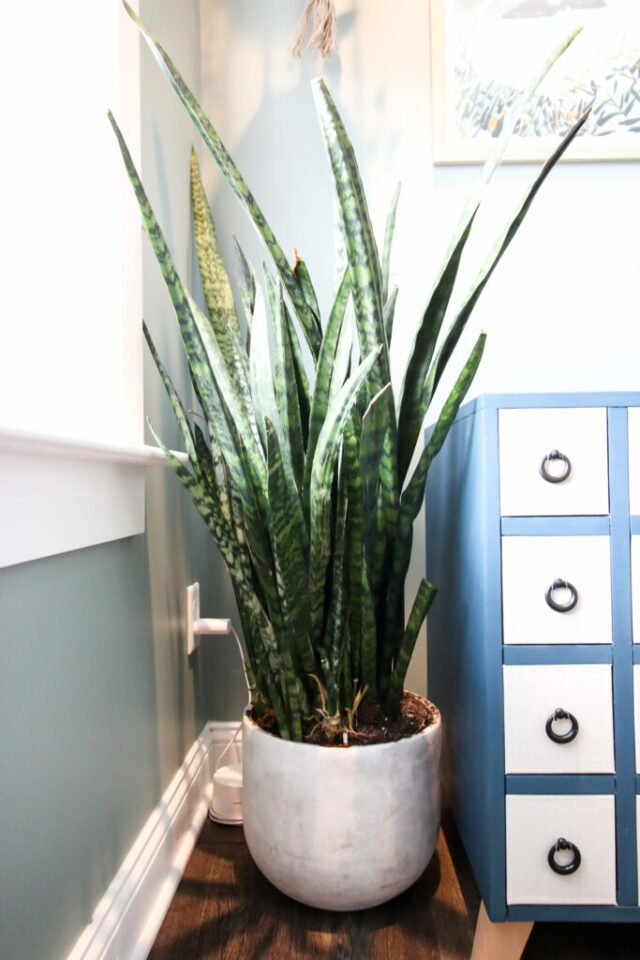 How to propagate snake plants (Sansevieria) keep your plants alive