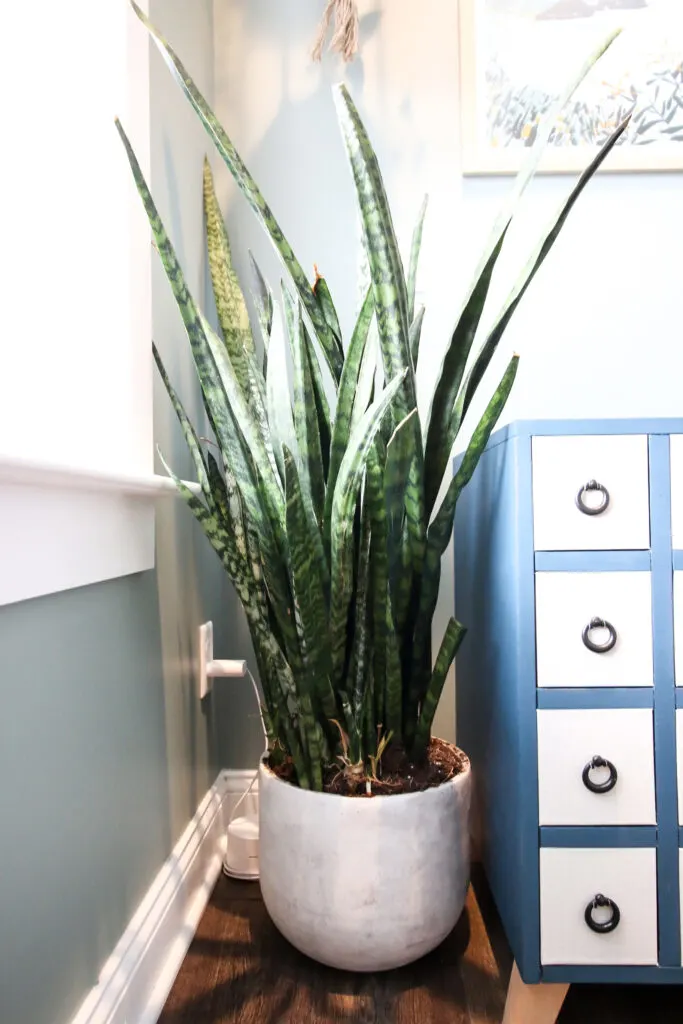 snake plant in a pot