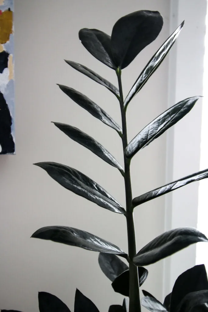stalk of raven zz plant