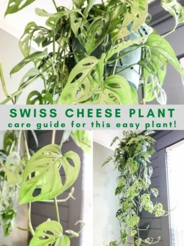 swiss-cheese-plant-care-guide-683x1024