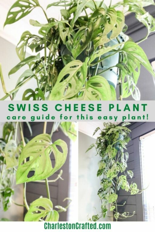 Swiss cheese plant care guide keep your plants alive