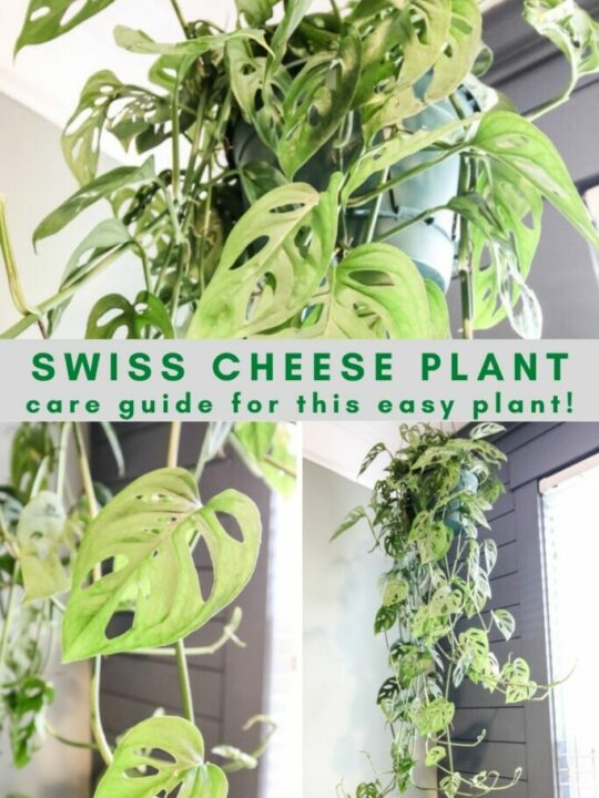 How to propagate a swiss cheese plant keep your plants alive