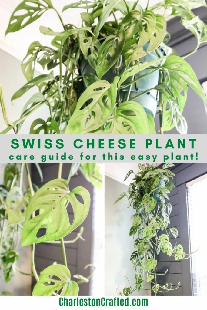 Monstera Care — Swiss Cheese Plant Care, How to Care for Monstera