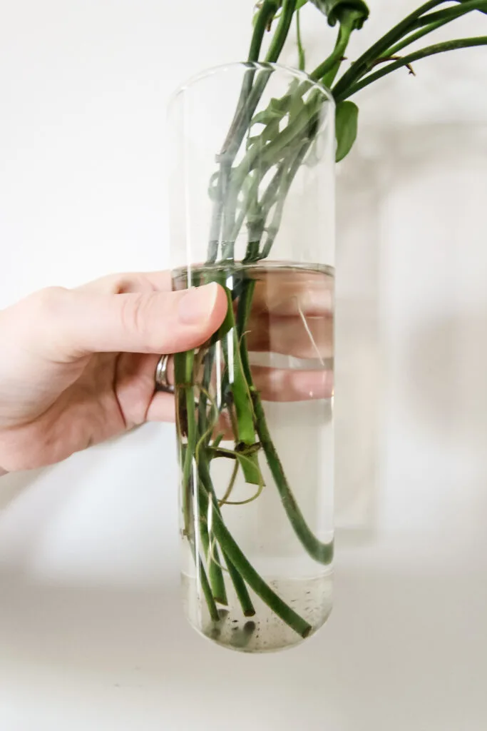 swiss cheese plant cuttings in a glass vase