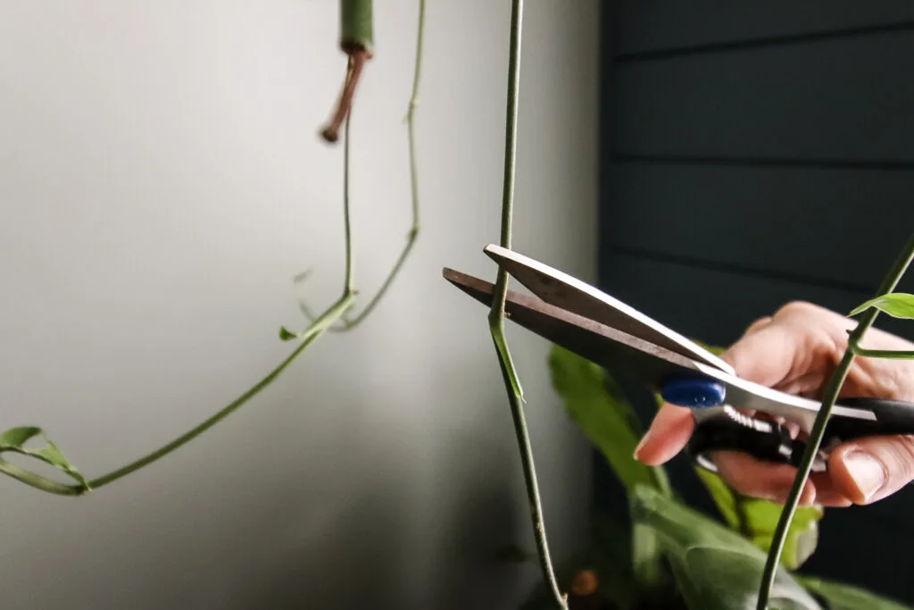 taking a cutting from a swiss cheese plant