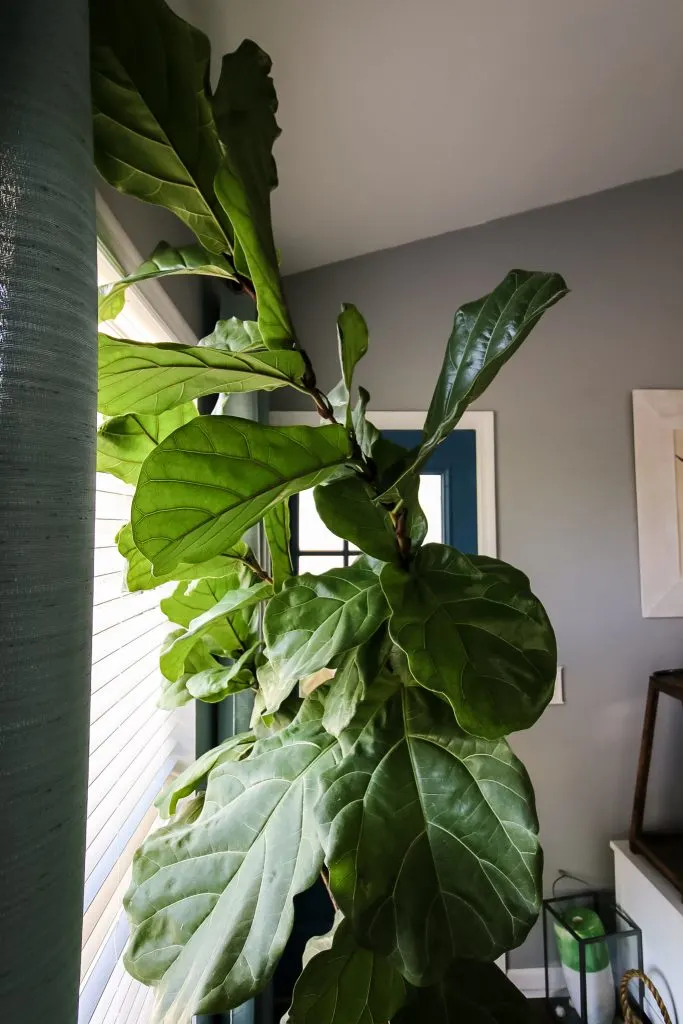 tall fiddle leaf fig plant