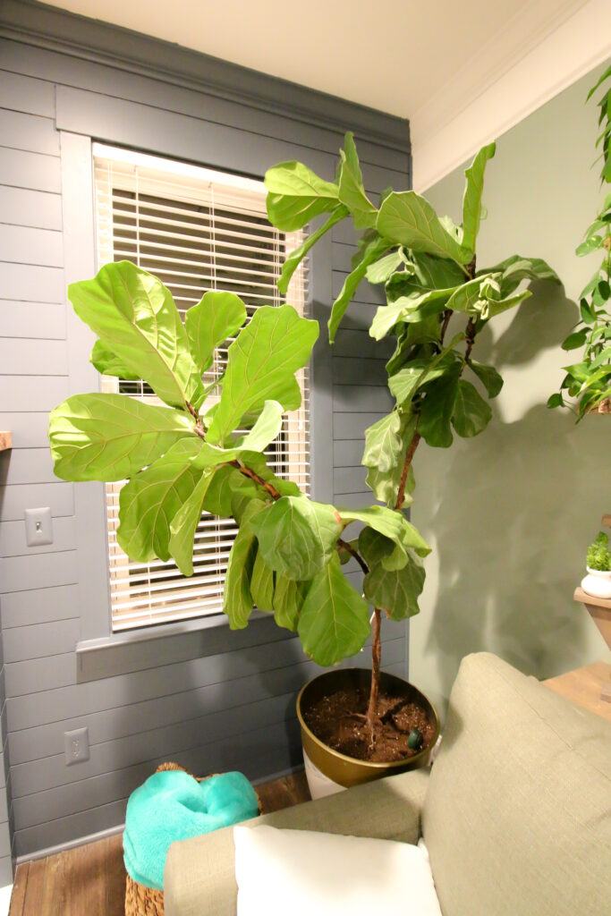 tall potted fiddle leaf fig tree