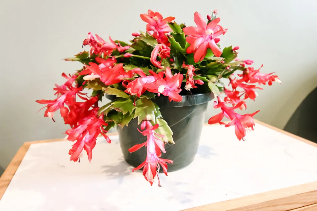 thanksgiving cactus in a plastic pot