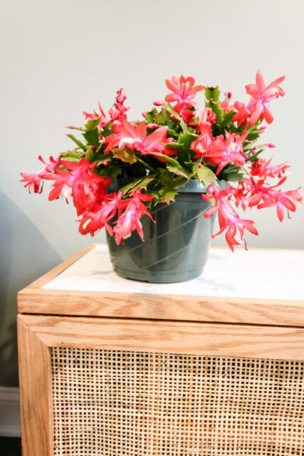 How To Care For A Thanksgiving Cactus - Keep Your Plants Alive