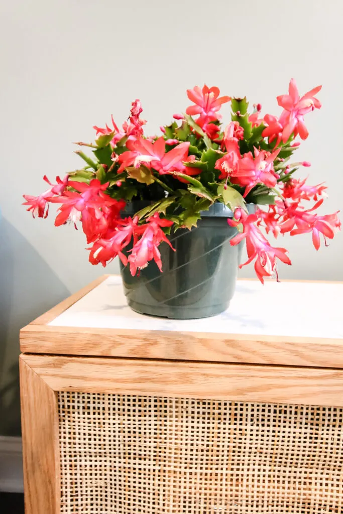 thanksgiving in bloom in a pot