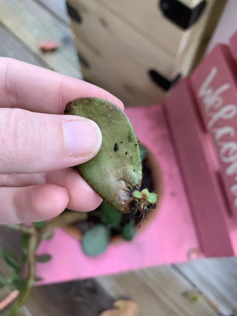 tiny baby jade plant