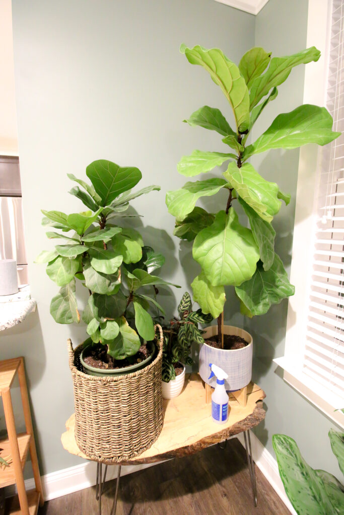 two potted fiddle leaf fig plants on a table