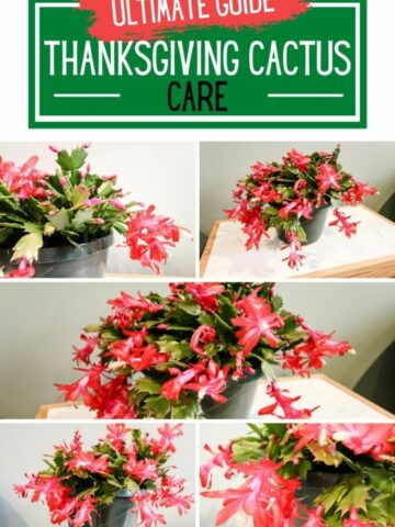 ultimate-guide-to-thanksgiving-cactus-care-683x1024