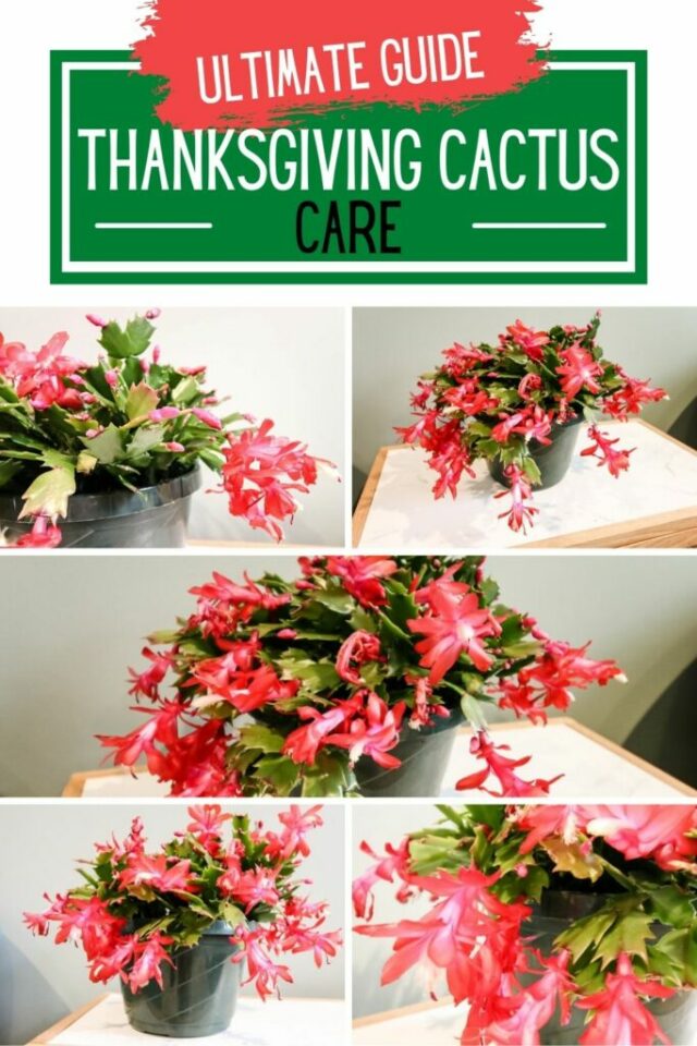 How to care for a Thanksgiving cactus - keep your plants alive