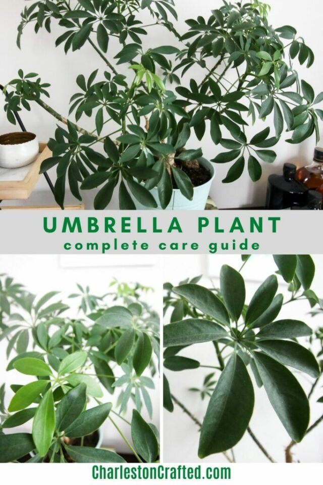 The complete umbrella plant care guide keep your plants alive