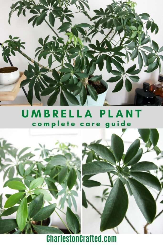 umbrella-plant-care-guide-683x1024