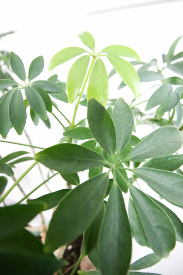 Why is my umbrella plant losing leaves? keep your plants alive