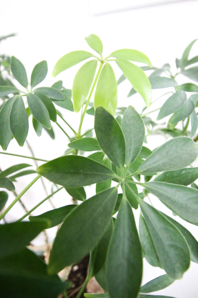 umbrella plant leaves