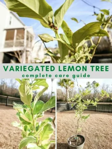 variegated-lemon-tree-plant-care-guide-683x1024