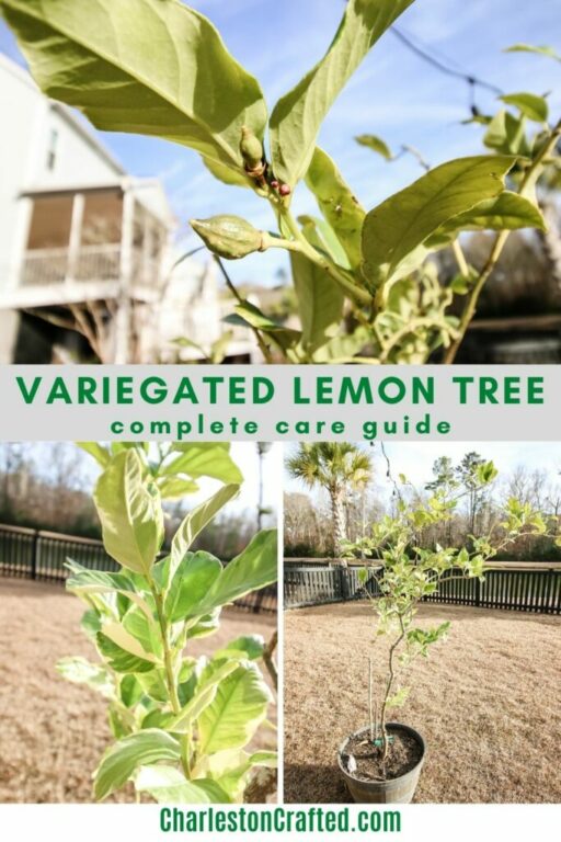 The complete variegated lemon tree care guide keep your plants alive