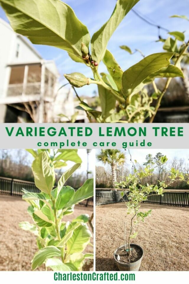 The complete variegated lemon tree care guide keep your plants alive
