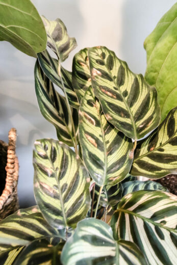 Why your Calathea leaves are curling and how to fix it! - keep your ...