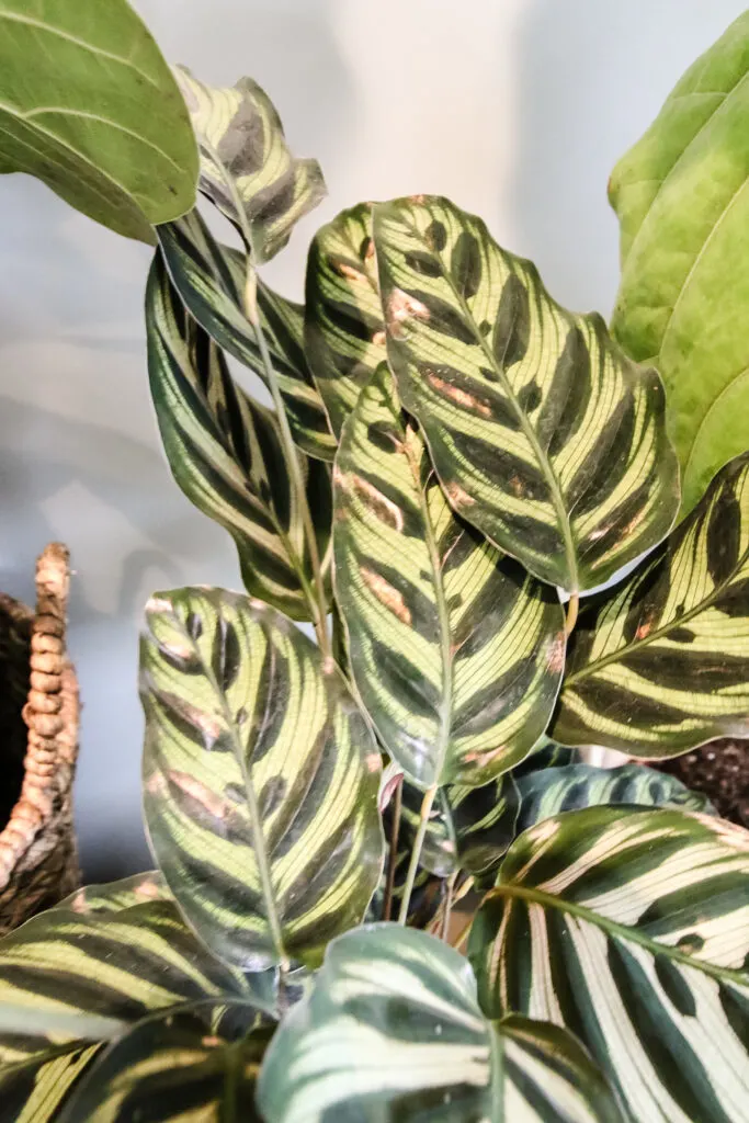 verigation on calathea peacock leaves