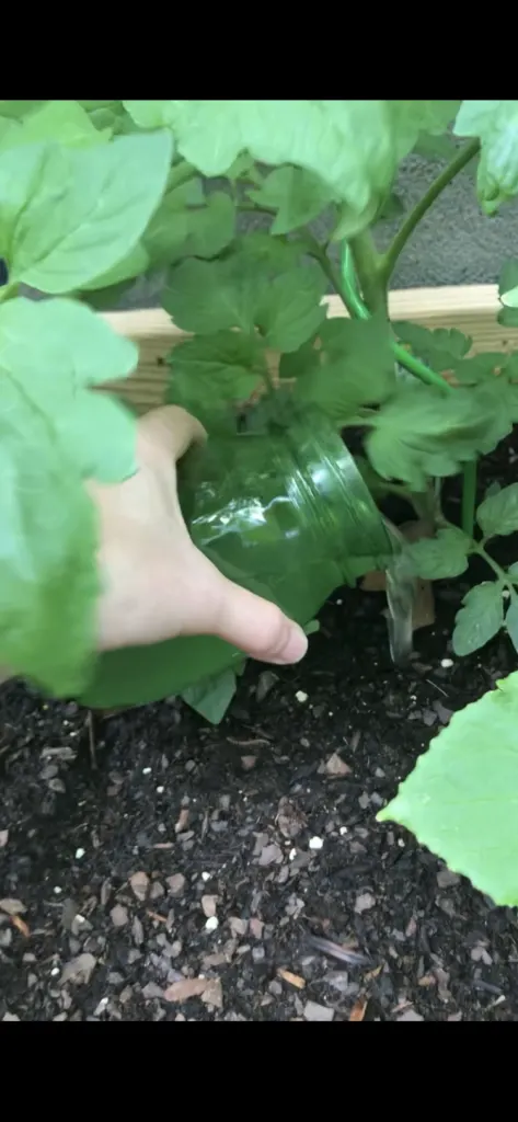 watering plant with jar