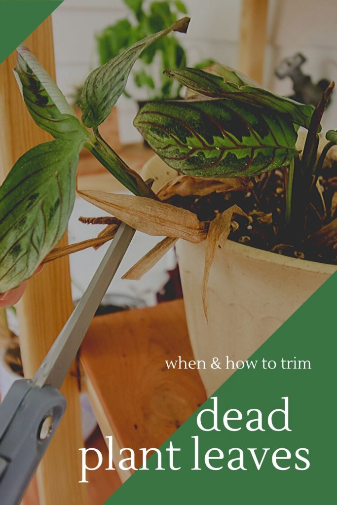 when-and-how-to-trim-dead-plant-leaves-683x1024