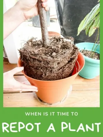 when-is-it-time-to-repot-a-plant-683x1024