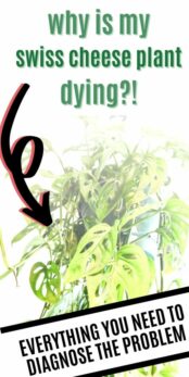 Why is my swiss cheese plant dying? - keep your plants alive