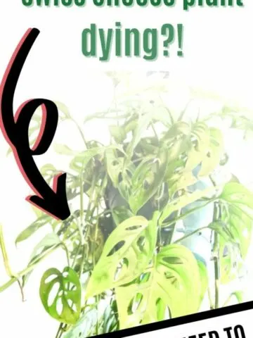 why-is-my-swiss-cheese-plant-dying-512x1024