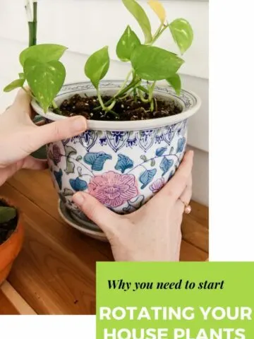 why-you-need-to-start-rotating-your-houseplants-683x1024