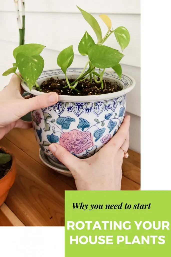 why-you-need-to-start-rotating-your-houseplants-683x1024