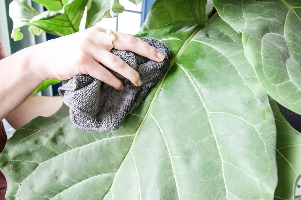 wiping fiddle leaf fig leaf with microfiber cloth